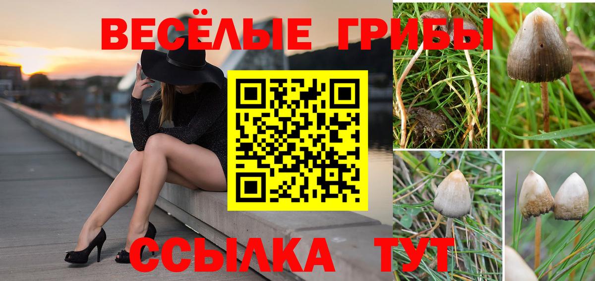 Галлюциногенные грибы Psilocybe  Галлюциногенные грибы прущие грибы  Вход с VPN  Красноярск 